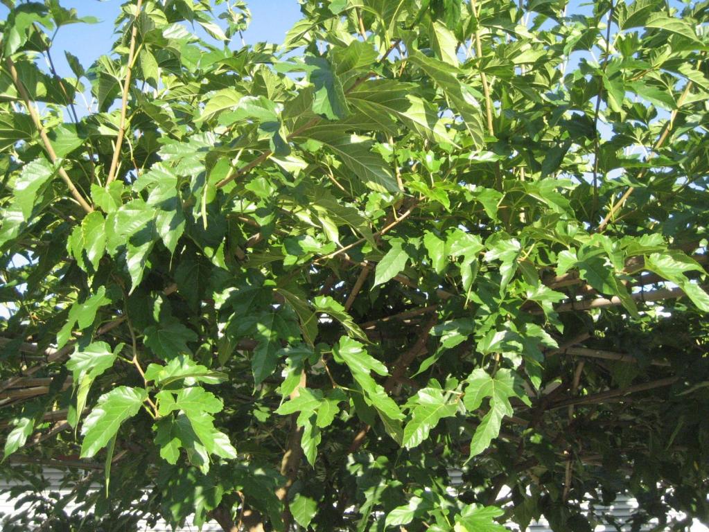 Platanenblättriger Maulbeerbaum