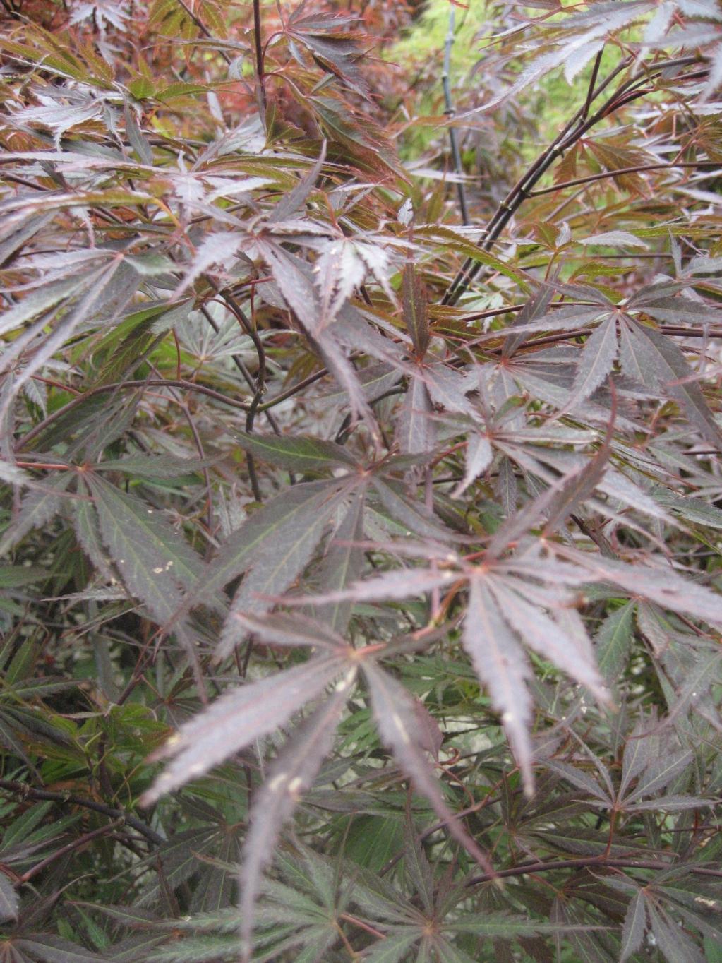 Acer palmatum 'Burgundy Lace'