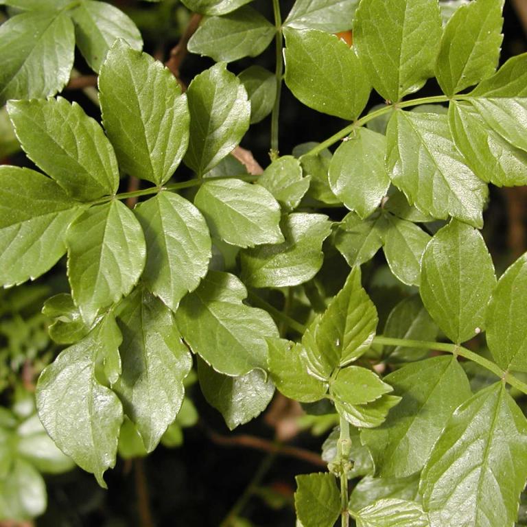 Tecoma capensis