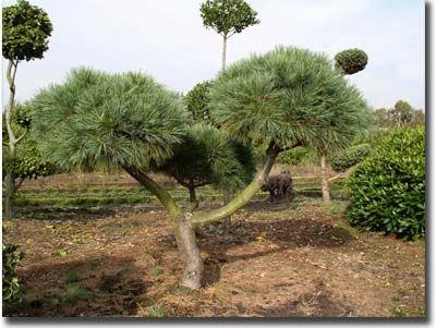 Pinus strobus Bonsai