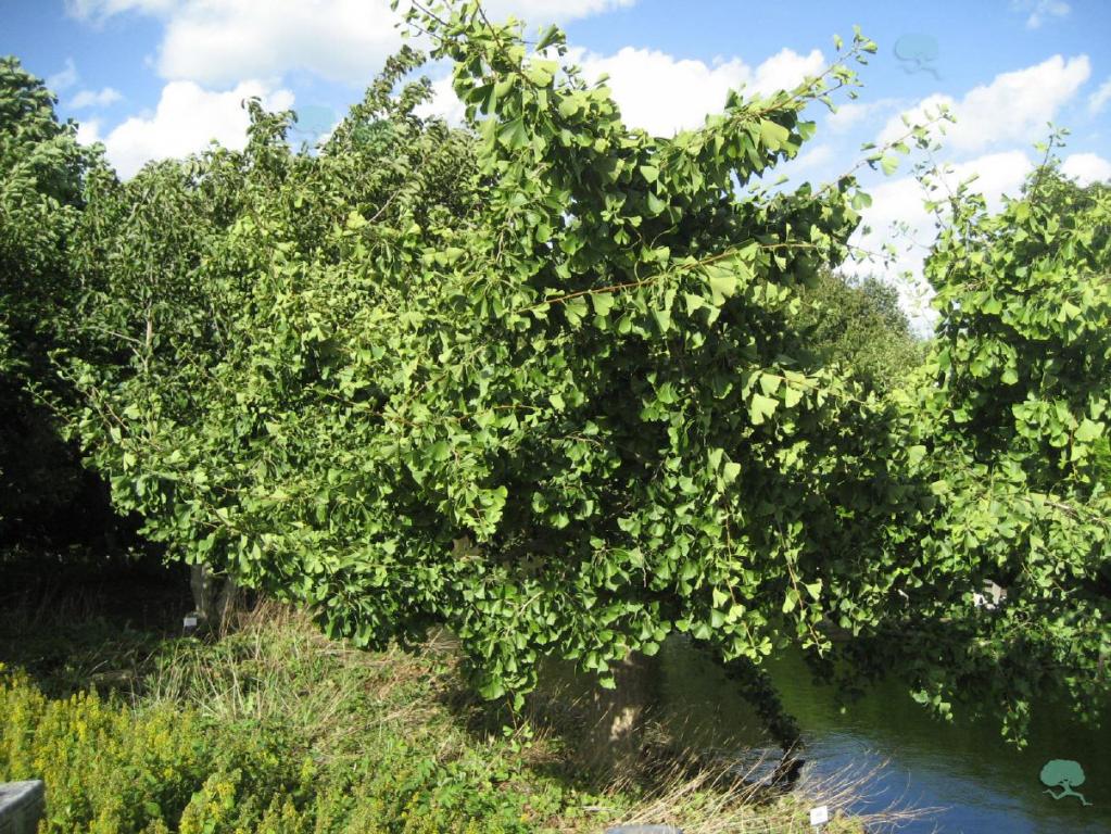 Fächerblattbaum 'Horizontalis'