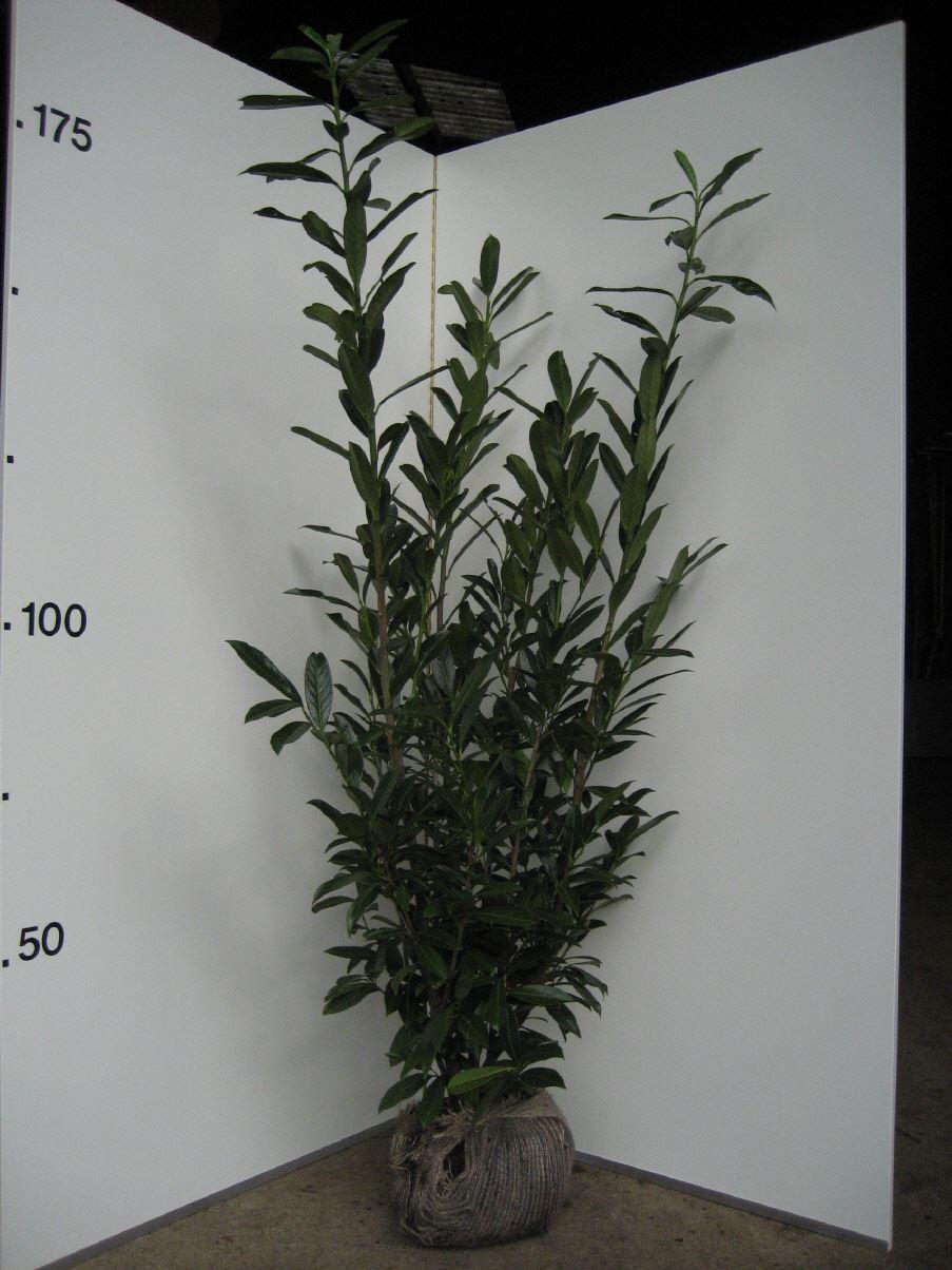Prunus laurocerasus Caucasica