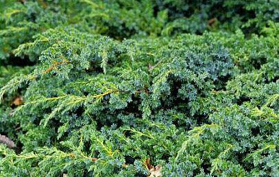 Juniperus squamata 'Holger'