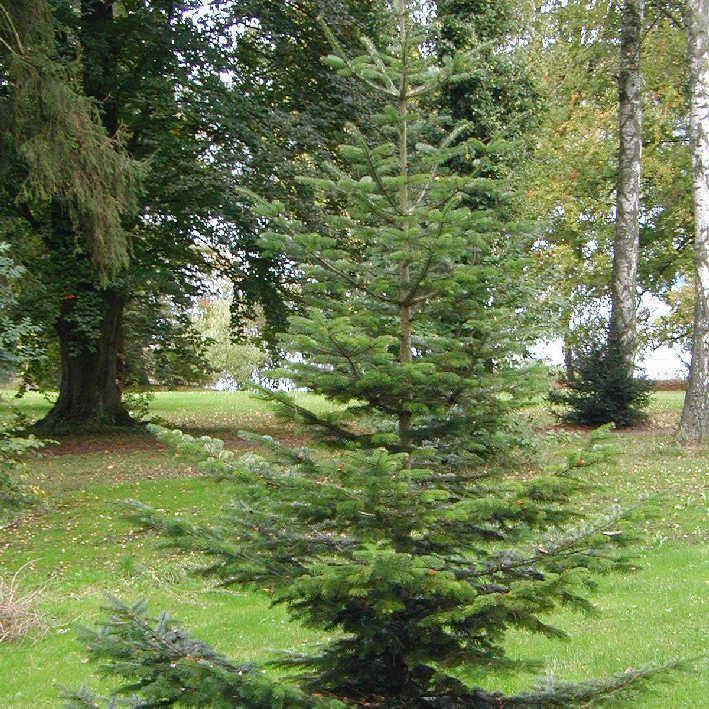 WeihnachtsbaumJungpflanzen