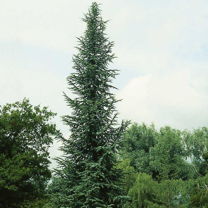 Cedrus libani 'Glauca' Libanon-Zeder