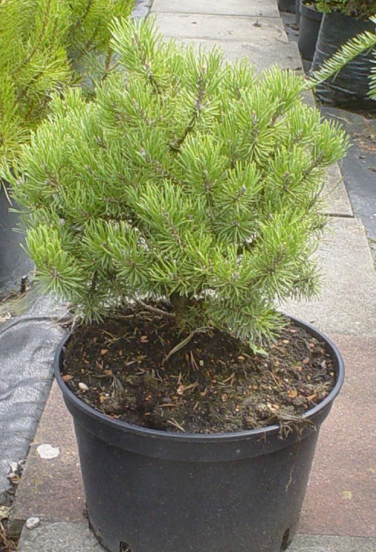 Pinus mugo 'Mops' / Kugel-Bergkiefer