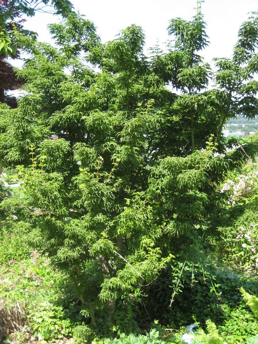Acer palmatum  'Cristatumi' Syn. Shishigashira
