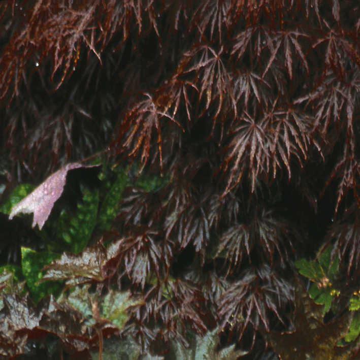 Acer palmatum 'Crimson Queen' / Fächerahorn ,Japanischer Ahorn 