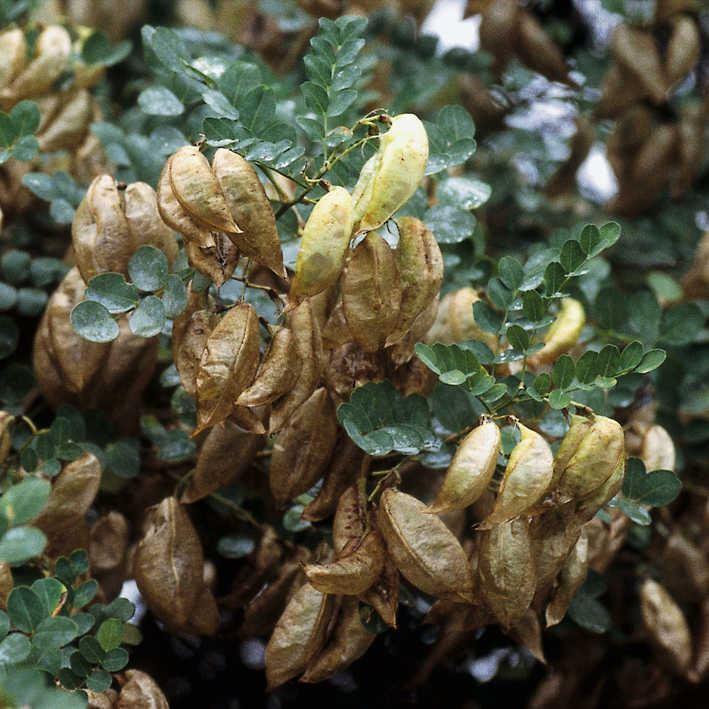 Colutea arborescens