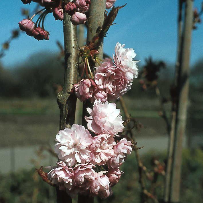 Prunus serrulata 'Kiku-shidare-zakura'