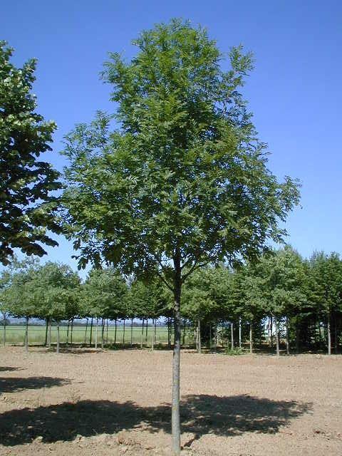 Fraxinus excelsior  'Westhofs Glorie' 