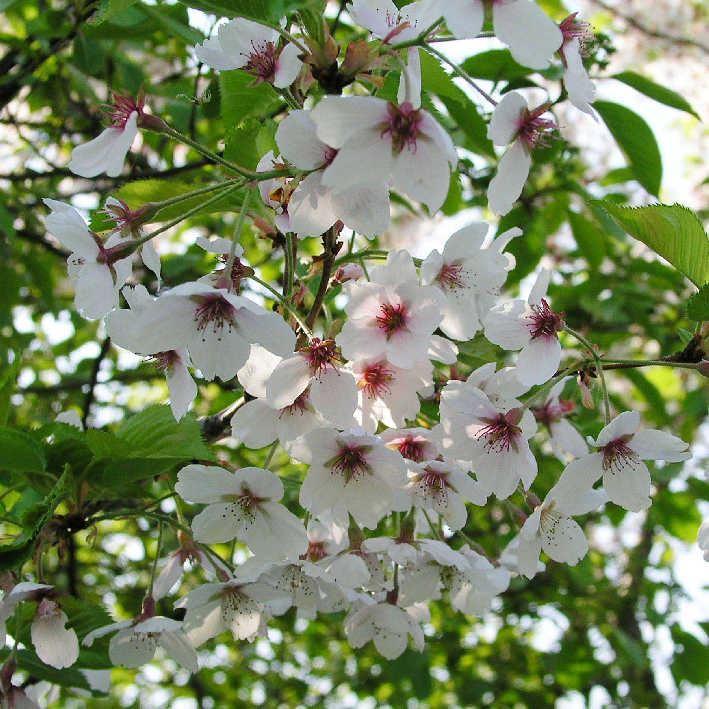 Prunus yedoensis