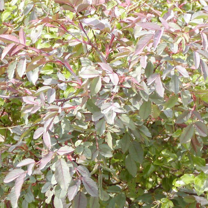 Rosa glauca 