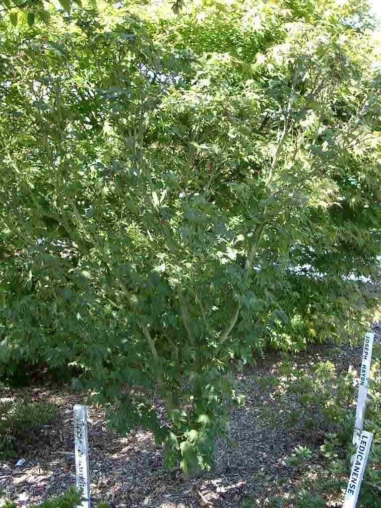 Acer erianthum 