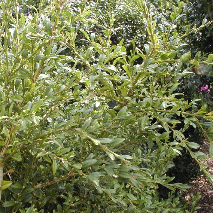 Buxus sempervirens 'Pendula'
