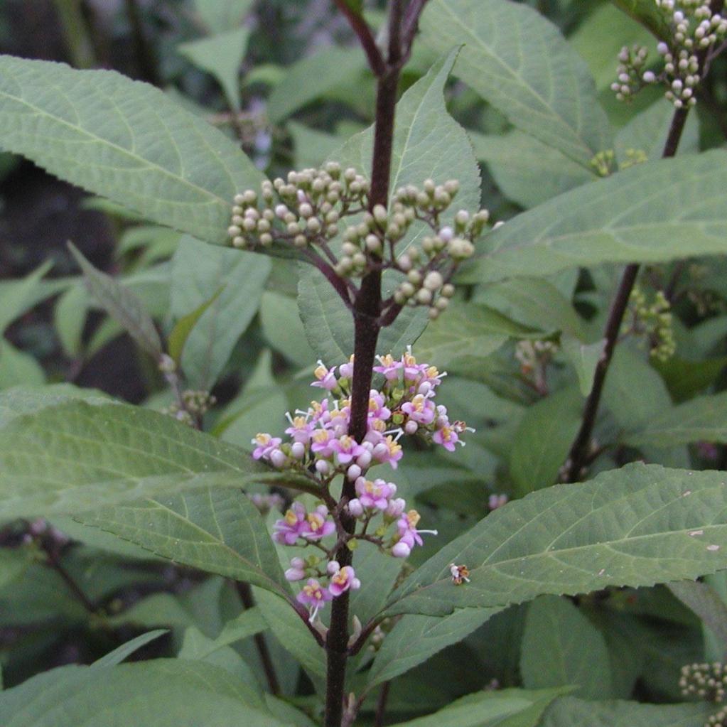 Carya ovata