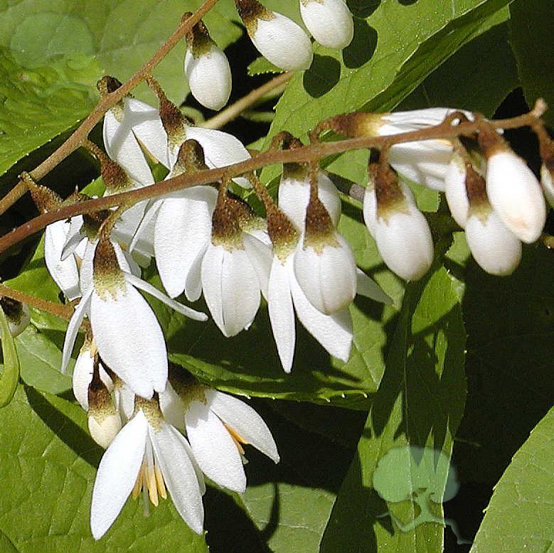 Styrax hemsleyanum